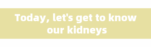Today, let's get to know our kidneys