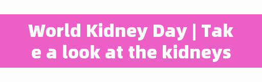 World Kidney Day｜Take a look at the kidneys