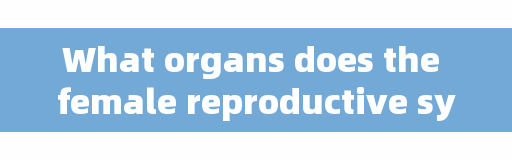 What organs does the female reproductive system consist of? Gynecologist: these six points should be clear.
