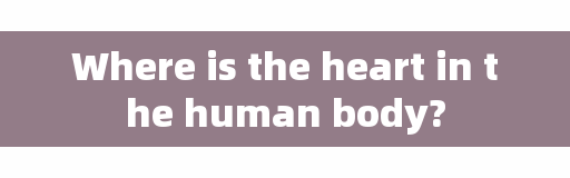Where is the heart in the human body?